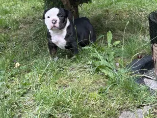 New english bulldog