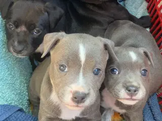 Staffordshire Bull Terrier Hvalpe 