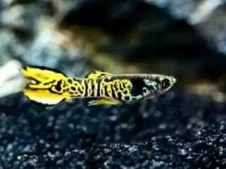 Yellow tiger guppy