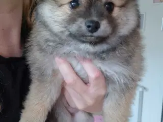 Skøn lille Pomchi hvalp