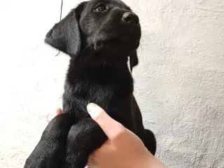 Labrador F1 hvalpe
