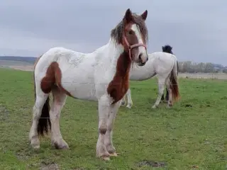 4 års krydsnings tinker vallak