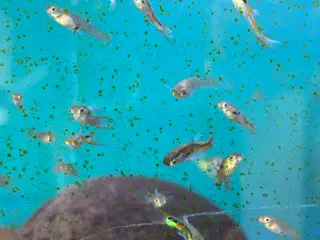 Guppy