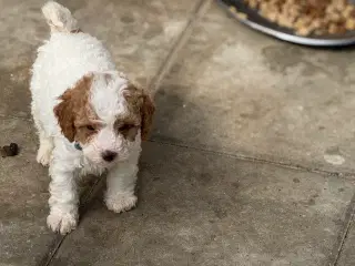 Cavapoo Rejseklar 
