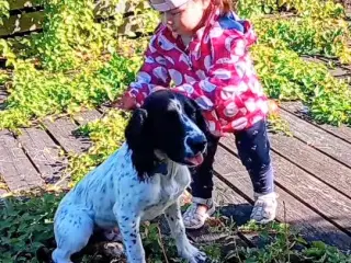 Energisk og glad for engelsk springer