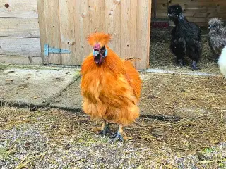 Tam dværgsilkehane (Moltres)