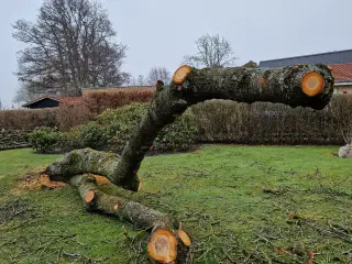 Frisk blommetræ til trædrejning og lignende
