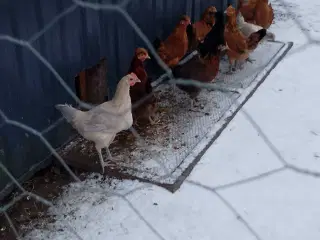 16 ugers høne kyllinger