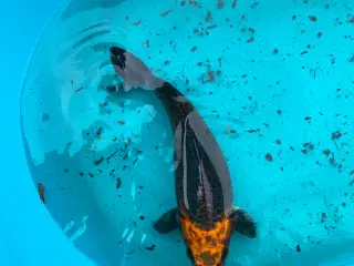 Koi karper 