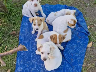 Dansk svensk gårdhunde hvalpe 
