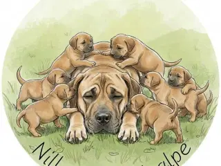 Smukke fransk mastiff hvalpe ❤️🐾