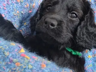 Cockerpoo - Cavapoo doodle hvalp-besøg os gerne 