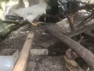 3 unge høner fra oktober 