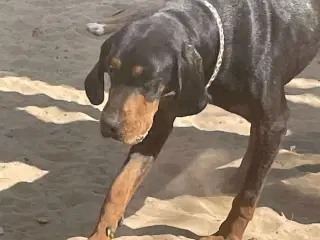 Smukke Ripley søger sit otium 🩷