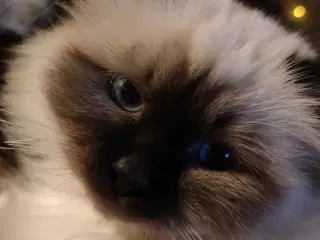 Lurifax søger nyt hjem 