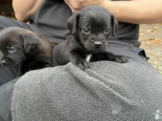 Dansk-svensk gårdhund blanding