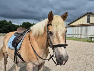 Skøn skovturshest sælges