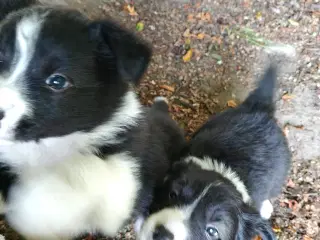 Vidunderlige Border collie hvalpe