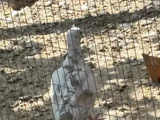 Skoggerdue/trylledue (Ringneck Doves)