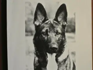 den tyske grå schæferhund, af e. friis mikkelsen, 