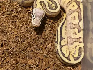 0.1 Butter Super pastel Enchi