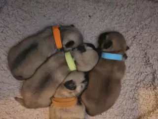 Mops og malteser blanding 