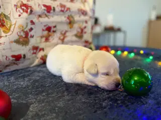 Dejlige jule hvalpe klar inden juleaften 