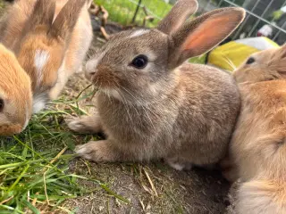 Kaninunge sælges 