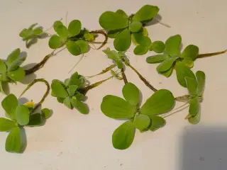 Pistia stratiotes flydeplanter