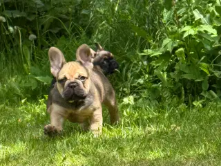 Fransk bulldog 