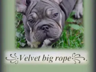 Fransk Velvet bulldog. NEDSAT!