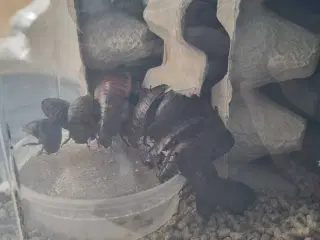 4 stk voksen hvæse kakerlaker