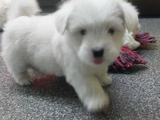 Coton de tulaer piger