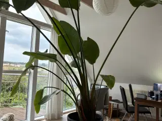 Bananpalme 