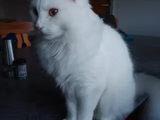 Hunkat, 2½ år, maine coon-blanding