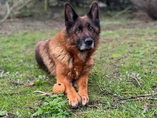 Schæfertæve søger fodervært