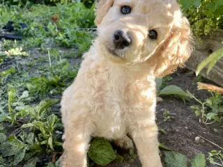 Mini-labradoodle sælges