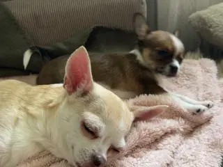 Chihuahua/Papillon hvalp