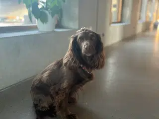 Ft cocker spaniel hvalpe
