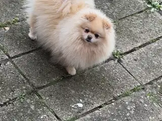 Super sød og rolig tæve 