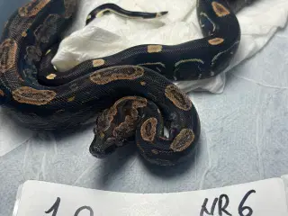 Boa constrictor Keltic IMG poss Leopard Kahl A