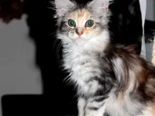Maine coon killinger med tavle
