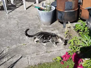 Dejlig blotched tabby søger nyt hjem