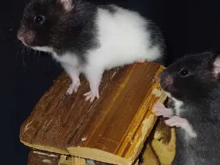 Guldhamster unger 