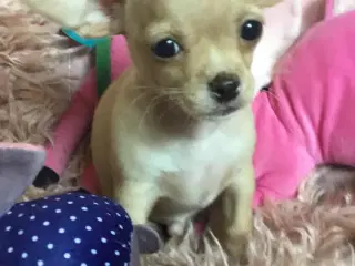 Chihuahua bl.a. hvalpe
