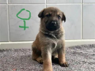 Skønne schæferhundehvalpe