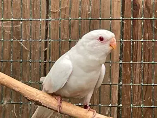 Rødbrystet græsparakit i albino mutation