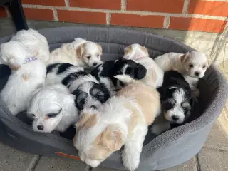 Bichon Havanais