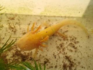 Axolotl unger forskellige farver