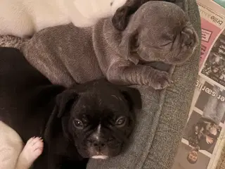Fransk Bulldog